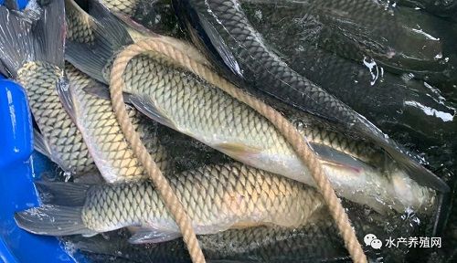 自动标签:养殖网冷冻水产品出鱼卖鱼销量价格鲫鱼鳊鱼